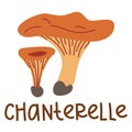 Colorful wild edible chanterelle with cartoon-style names. Isolated vector flat illustration. Chanterelles mushroom. Edible