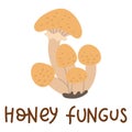 Colorful wild edible honey fungus with cartoon-style names. Isolated vector flat illustration. Honeydew mushroom. Edible mushrooms