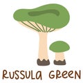 Colorful wild edible russula green with cartoon-style names. Isolated vector flat illustration. Syroezhka mushroom. Edible