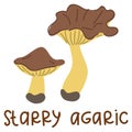 Colorful wild edible starry agaric with cartoon-style names. Isolated vector flat illustration. starry agaric mushroom. Edible