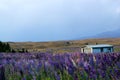 Colorful wild flowers