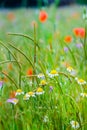 Colorful Wild Flowers