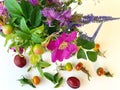 Colorful wild flowers and pink rose hip bouquet green leaves pink yellow red blue petal and berry  with plums  on white summer flo Royalty Free Stock Photo