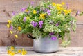 Colorful wild flowers in pot