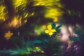 Colorful wild forest flower image and bokeh