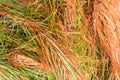 Colorful wild grass in the mountain