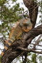 A colorful wild iguana resting on a tree branch in Key Largo, Florida Royalty Free Stock Photo