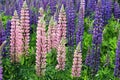 Colorful Wild Lupin Flowers (Lupinus spp)