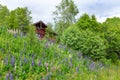 Colorful wild lupines and house Royalty Free Stock Photo