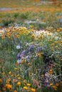 Colorful wildflower meadow in Colorado rocky mountains near Crested butte in summer time Royalty Free Stock Photo