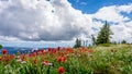 Colorful Wildflower on Tod Mountain