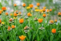 Colorful wildflowers