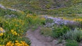 Wildflowers along Snodgrass trail in Colorado