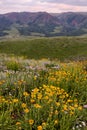 Colorful wildflowers near Crested Butte, Colorado Royalty Free Stock Photo