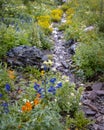 Colorful wildflowers in Colorado rocky mountains during late spring time Royalty Free Stock Photo