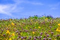 Colorful wildflowers covering a meadow on a sunny day with blue sky; North Table Ecological Reserve, Oroville, California Royalty Free Stock Photo