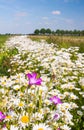 Colorful wildflowers at a field edge Royalty Free Stock Photo