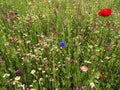 Colorful Wildflowers In A Field. Poppies, Daisies And Cornflower. Red, Blue, Pink And White Wild Flowers With Green Grass