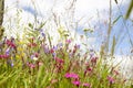 Colorful wildflowers in a meadow