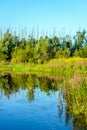 Colorful wildflowers reflected in the water surface of a fen Royalty Free Stock Photo
