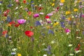 Colorful wildflowers summer meadow Wildblumenwiese Royalty Free Stock Photo