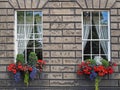 Colorful window flowers