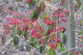 Colorful winter berry on a tree branch Royalty Free Stock Photo