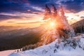 Colorful winter morning in the mountains. Dramatic overcast sky.View of snow-covered conifer trees at sunrise. Merry Christmas's