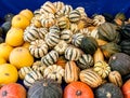 Colorful winter squash