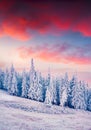 Colorful winter sunrise in the Carpathian mountain forest. Royalty Free Stock Photo