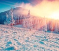 Colorful winter sunrise in the Carpathian mountain forest Royalty Free Stock Photo