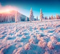 Colorful winter sunrise in the Carpathian mountain forest. Royalty Free Stock Photo