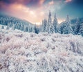 Colorful winter sunrise in the Carpathian mountain forest. Royalty Free Stock Photo