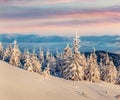 Colorful winter sunrise in Carpathian mountains with snow covered fir trees. Fantastic outdoor scene of moumtain forest. Beauty of