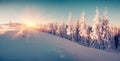 Colorful winter sunrise in the mountain forest. Royalty Free Stock Photo