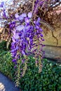 Colorful wisteria flowers on a bright sunny weather in front of a house Royalty Free Stock Photo