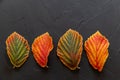 Colorful witch hazel leaves in autumn, in light and dark green, yellow, orange and red Royalty Free Stock Photo