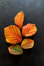 Colorful witch hazel leaves in autumn, in light and dark green, yellow, orange and red, vertical Royalty Free Stock Photo