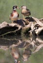 Colorful Wood Duck family with reflection on the lake Royalty Free Stock Photo