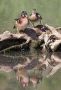 Colorful Wood Duck family with reflection on the lake Royalty Free Stock Photo