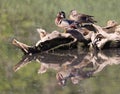 Colorful Wood Duck family with reflection on the lake Royalty Free Stock Photo