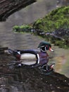 Colorful Wood Duck with reflection on the lake