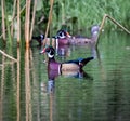 Colorful Wood Ducks Wading in a Pond