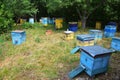 Colorful wooden beehives and bees in apiary near linden forest in Ukraine. Beekeeping, apiculture concept of countryside business Royalty Free Stock Photo