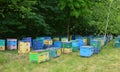 Colorful Wooden Beehives And Bees In Apiary Near Linden Forest in Ukraine. Beekeeping Or Apiculture Concept Of Countryside Royalty Free Stock Photo