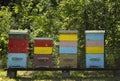 Colorful beehives and flying bees in apiary near acacia forest. Natural backround.  Apiculture concept Royalty Free Stock Photo