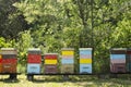 Colorful beehives and flying bees in apiary near acacia forest. Natural backround.  Apiculture concept Royalty Free Stock Photo