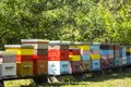 Colorful beehives and flying bees in apiary near acacia forest. Natural backround.  Apiculture concept Royalty Free Stock Photo