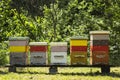 Colorful beehives and flying bees in apiary near acacia forest. Natural backround.  Apiculture concept Royalty Free Stock Photo