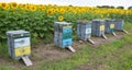 Colorful wooden beehives with honey bees are placed near the field with blooming sunflower heads to pollinate sunflowers to